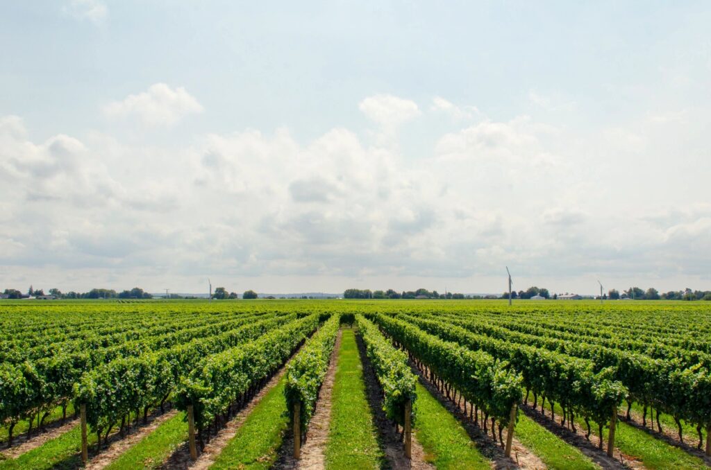 Field or Vineyard